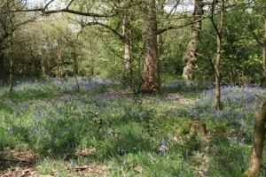 blubell-wood