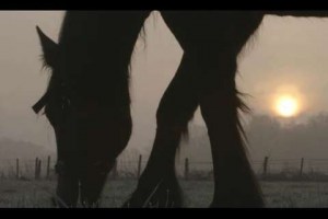 grazing-horse3