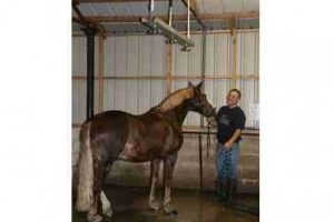 horse-shower