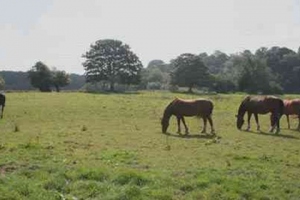 horses-grazing-2