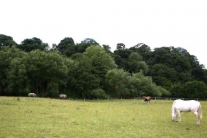 horses-grazing