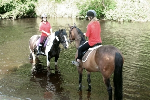 horses-in-Goyt