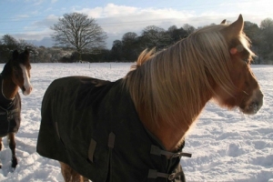 horses-in-snow
