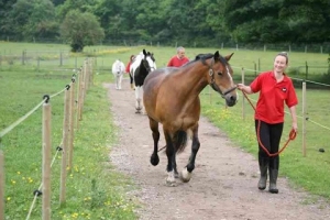 horses-on-track