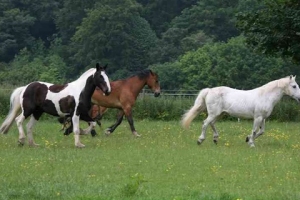 our-horses-in-field