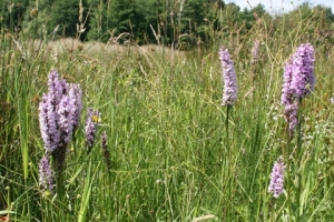 wild-orchids-lower-dale