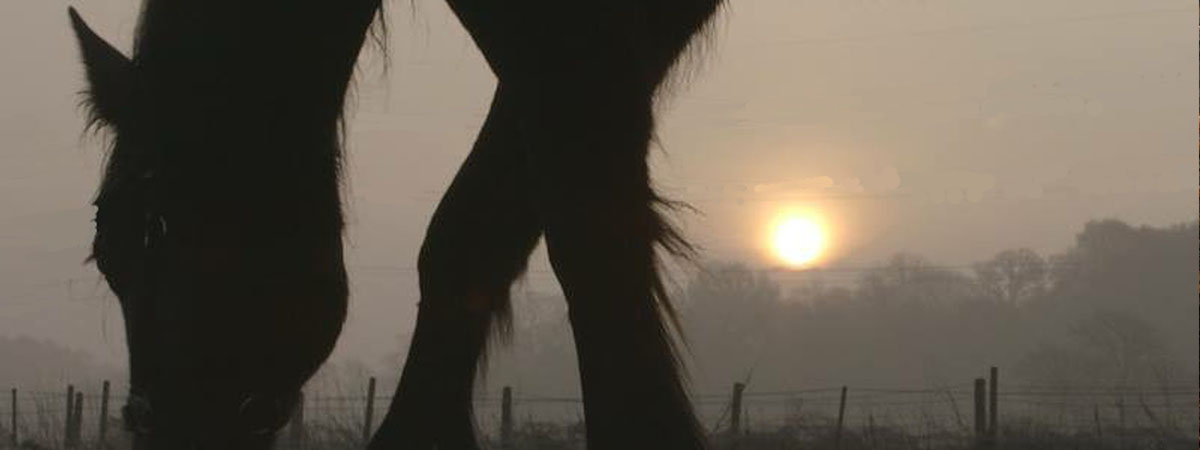 banner1